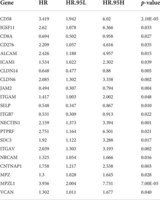 Identification of subtypes of hepatocellular carcinoma and screening of prognostic molecular diagnostic markers based on cell adhesion molecule related genes